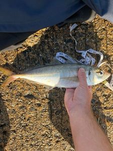 Atlantic Horse Mackerel