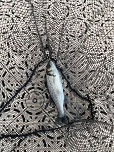 European Bass (Seabass)