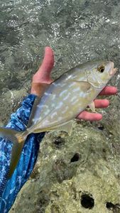 Yellow Jack