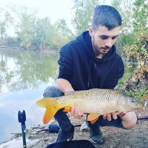 Common Carp