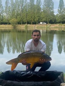 Mirror Carp
