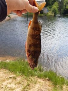European Perch