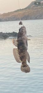 Giant Goby