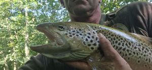 Brown Trout