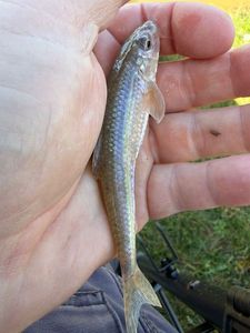 Gudgeon
