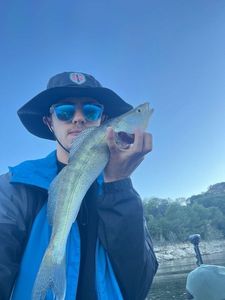 Zander