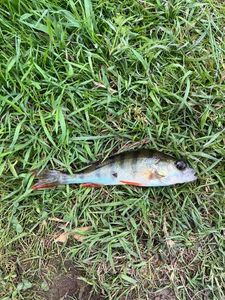European Perch