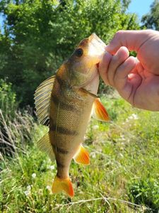 European Perch