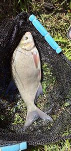 Common Bream