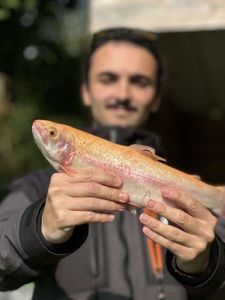 Golden Trout
