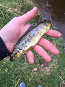 Brown Trout