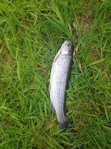 Rainbow Trout