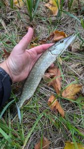 Northern Pike