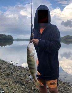 European Perch
