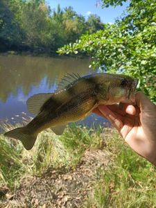 Largemouth Bass