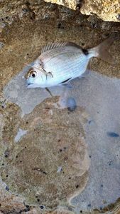 Black Seabream