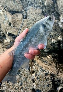 European Bass (Seabass)