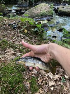 Brown Trout