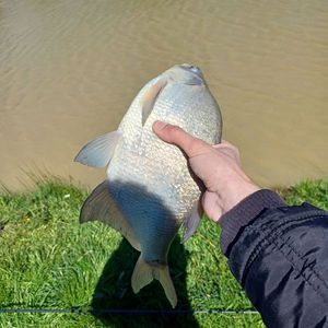 Common Bream