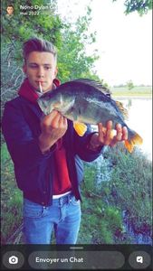 European Perch