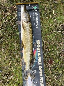 Northern Pike