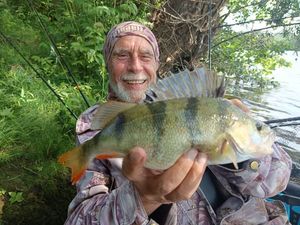 European Perch