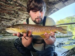 Brown Trout