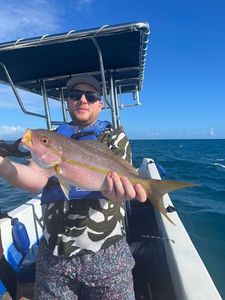 Yellowtail Snapper