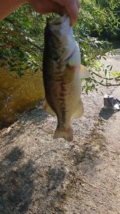 Largemouth Bass