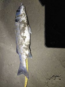 European Bass (Seabass)