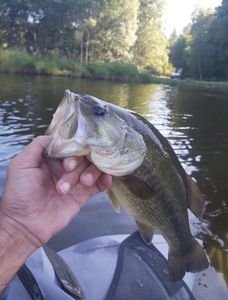 Largemouth Bass