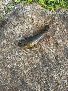 Black Goby