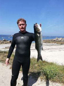 European Bass (Seabass)