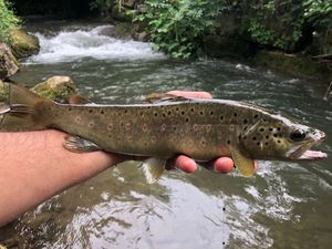 Brown Trout