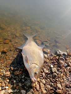 Common Bream