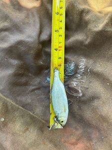 Roach