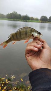 European Perch
