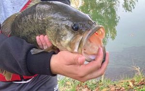 Largemouth Bass