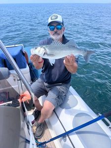 European Bass (Seabass)
