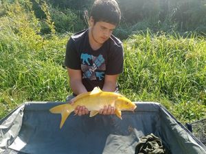 Koï Fish