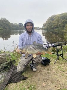 Common Carp