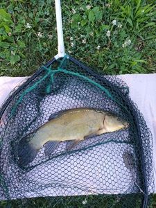 Tench