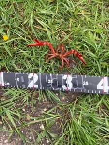 Spinycheek Crayfish