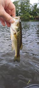 Largemouth Bass