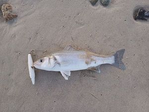 European Bass (Seabass)