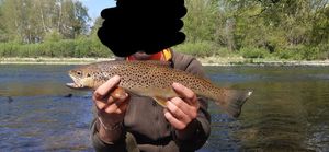 Brown Trout