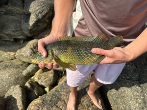 Ballan Wrasse