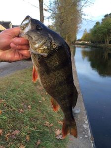 European Perch