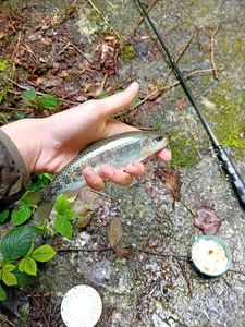 Rainbow Trout