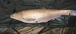 Grass Carp